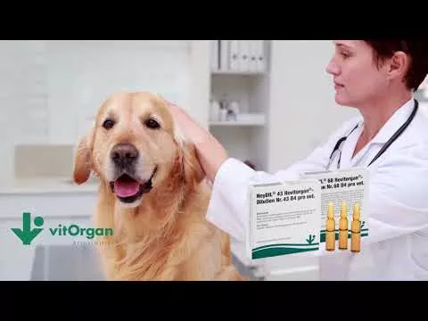 Video NeyDIL® nr 68 Revitorgan® D4 pro vet.Ampullid, 5X2 ml kohta