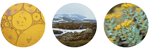 FJORDIL Rhodiola Rosea kapslid, 90 kapslit