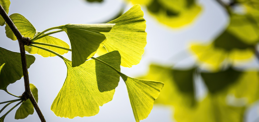 GINKGO BILOBA-1A Pharma 120 mg õhukese polümeerikattega tabletid, 60 kapslit