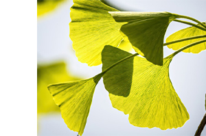 GINKGO BILOBA-1A Pharma 120 mg õhukese polümeerikattega tabletid, 30 kapslit