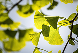 GINKGO BILOBA-1A Pharma 120 mg õhukese polümeerikattega tabletid, 60 kapslit