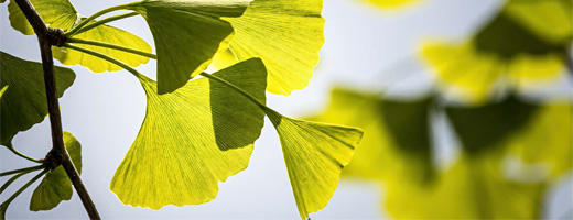 GINKGO BILOBA-1A Pharma 120 mg õhukese polümeerikattega tabletid, 30 kapslit