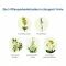 Sinupret forte kaetud tabletid, 20 tk