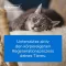 Traumeel LT veterinaarampullid (loomadele), 5 x 5 ml