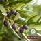 Plantana Olive kehakreem E-vitamiiniga, 500 ml