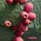 Plantana prickly Pear näomask Aloe Veraga, 1 tk
